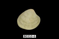 藏品(褐邊黃文蛤)的圖片